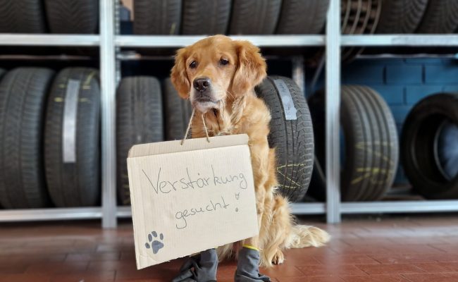 Stellengesuch mit Hund